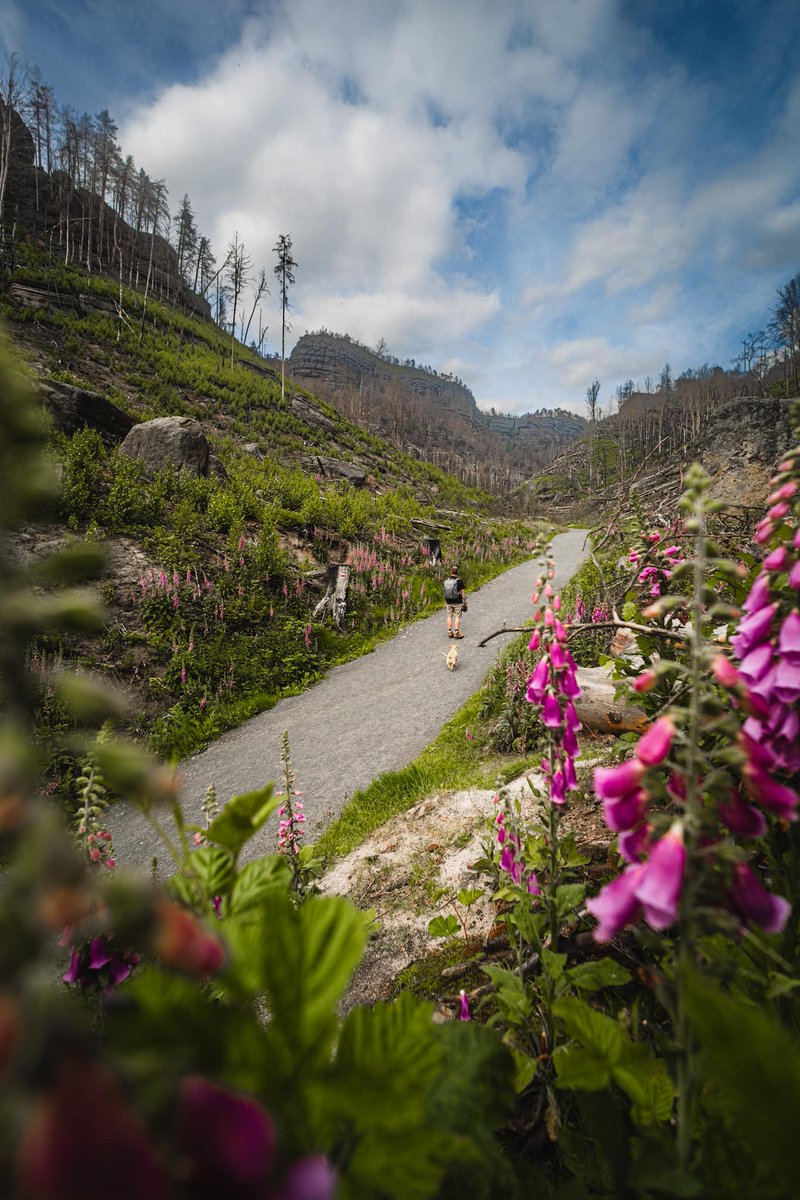 Pravčická gate or Bastei Bridge? Travel with us, we will take you to both places. Book your trip on our website 📷 northernhikes.com 📷

#bohemianswitzerland #saxonswitzerland #prague #travelingtheworld #pravcickagate #basteibridge