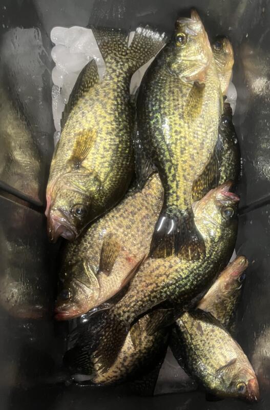 DA Bayou Lacombe Water Temp is 92 F

We returned for a week of camping in MS yesterday evening and decided to try and catch some of the elusive sacalait on Bayou Lacombe. Didn't launch till 9 am and the water temp was 87 F. Side scanned and found a few. Ended up with 10 in the