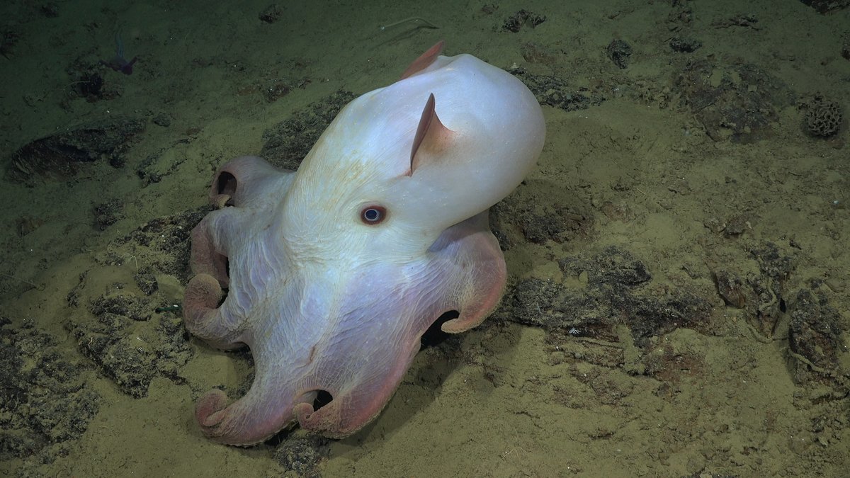"The researchers observed incredible biodiversity, collected samples for further study, and located Chile’s deepest and most northern cold seeps." #AtacamaTrenchAncients expedition
Full video: youtu.be/pKTDTEN3dyc