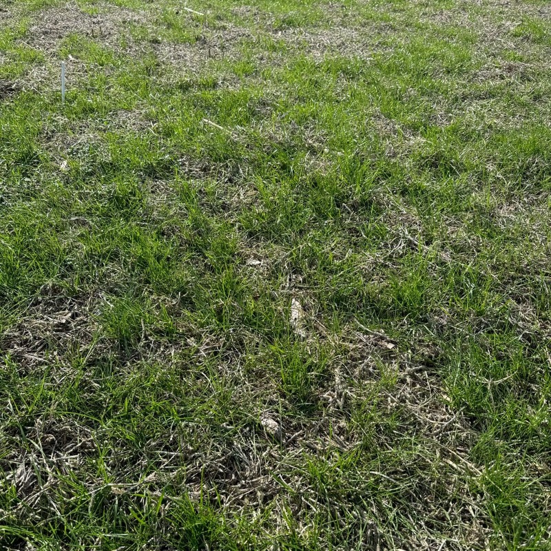 CortevaARG's tweet photo. #TemporadaDeControl con @AgroconsultorSA y @joacojaime preparando distintos ensayos:
👉 Conyza en macetas
👉 A campo > Ryegrass resistente #GalantMax #Ligate #Titus
👉 A campo > Conyza #Elevore #Texaro #Pixxaro #Enlist https://t.co/Jg8A14J6db