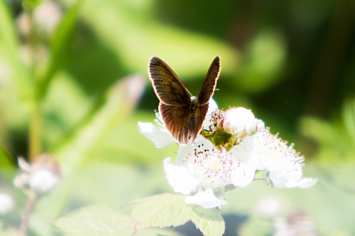 Today’s #mywalkit for Crohn’s &amp; Colitis uk - another 3.01km to add 
31.22km walked so far ✅
My fave pics from todays walk