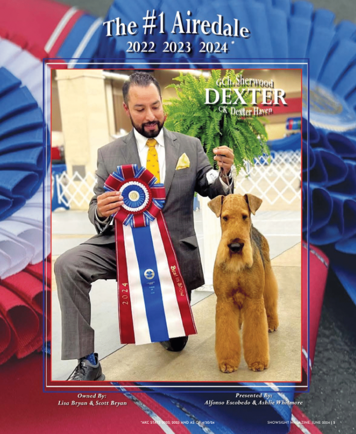 Showsight's tweet photo. Say Hello to Dexter The Airedale Terrier 🐾
GCH SHERWOOD CK DEXTER HAVEN
Showsight Presents The Airedale Terrier: https://t.co/Qc5v62gmSP
#airedaleterrier #terrier #airedaleterriers #purebred #dogshow #showsightmag https://t.co/CIwNaPfL5S