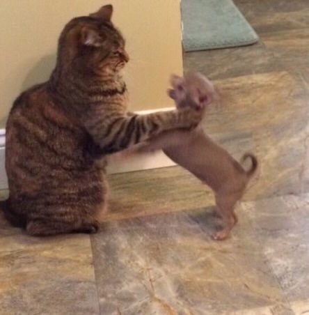 I’m a Sabrina Carpenter fan but the autoplay is getting out of hand