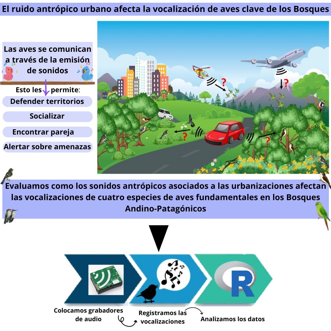 ¡Nuevo artículo! Evaluamos los efectos del ruido del tráfico sobre las vocalizaciones de aves clave de bosques de Patagonia. A través de @AudioMoths analizamos las vocalizaciones de aves con y sin ruido antrópico.#bioacoustic #conservation👉 DOI: 10.1007/s10531-024-02862-5
