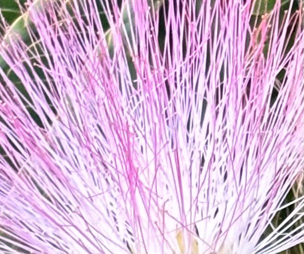 JessMcG99's tweet image. #WhatsThatWednesday ?! Bringing back the #Explorermindset curiosity game!!

@kenny_peavy @owensscience @LSKlearning  @wendi322 @tblackTAB  @sharma10_jai @KipHottman @Braca_M @ChristinaHamric @ali_pressel @sharma10_jai @GeoAliM @brandoyster_