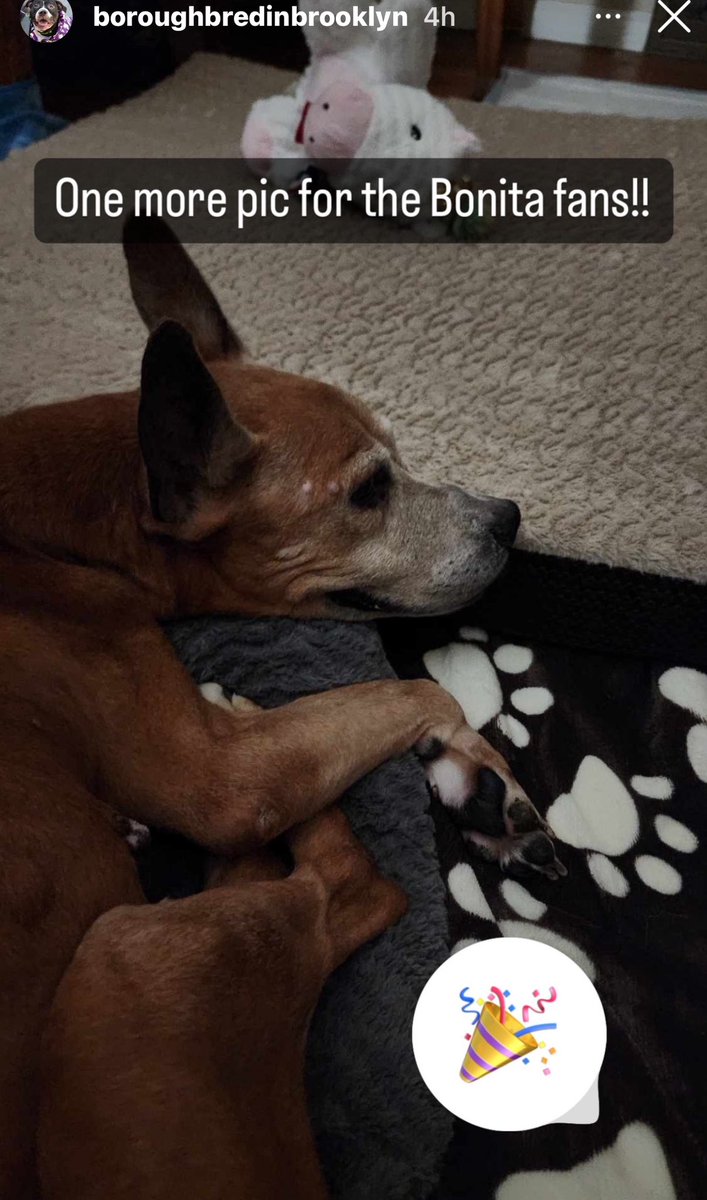 TAPNYACC's tweet photo. Bonita was Rescued 🥳🥳 
@rescueridge Thank you &amp; your #Foster 

Just look @ this darling decompressing ❤️ 

We couldn't do it without all of you💖 
#RTs #Pledges &amp; #quotes 
#StrongerTogether

Donations Welcome 
https://t.co/mwMxR1rMdL https://t.co/MImOWsjmSC