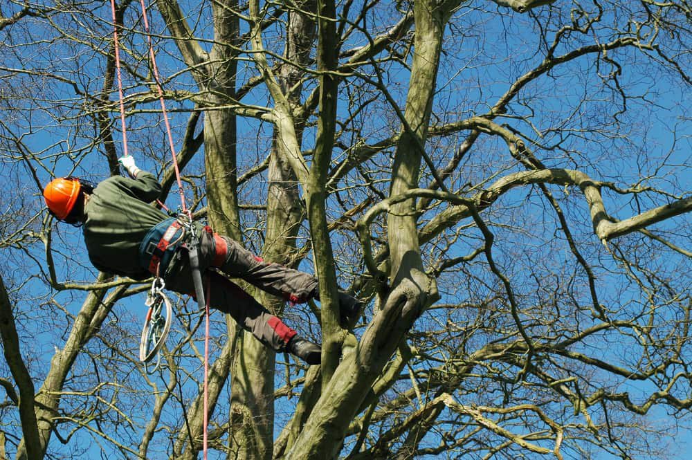 I tell my grandson tray gurret everyday how much I miss it. Being a arborist is more than a job… it’s a lifestyle #throwback