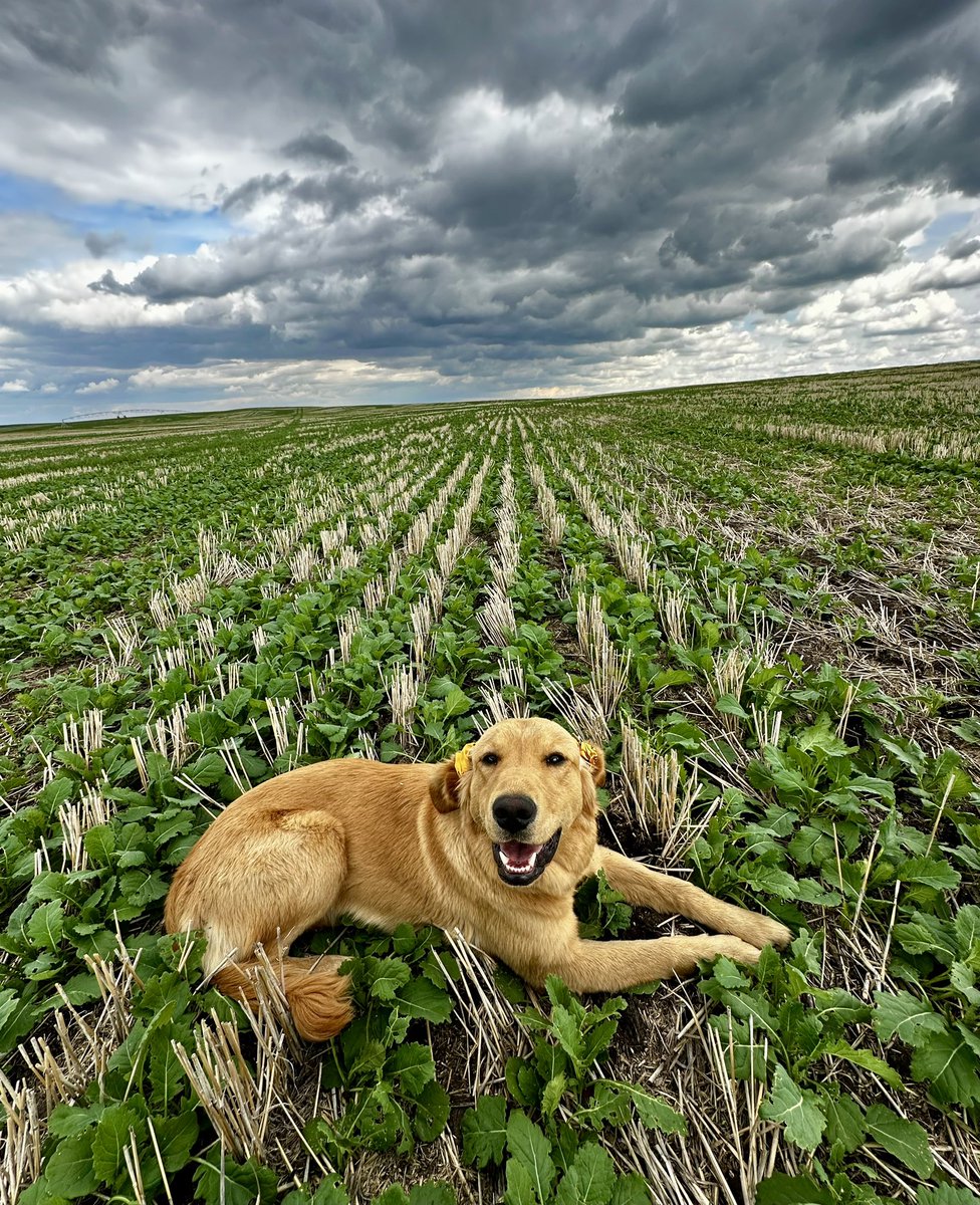 Our future grower rep Annie is scouting <a href="/BASFAgSolutions/">BASF Agricultural Solutions Canada</a> NEW #InVigor Earlies with mama <a href="/KaylaSandum/">Kayla Sandum</a> by Rosebud AB! Guess what? #Golden Approved!! 🐾
