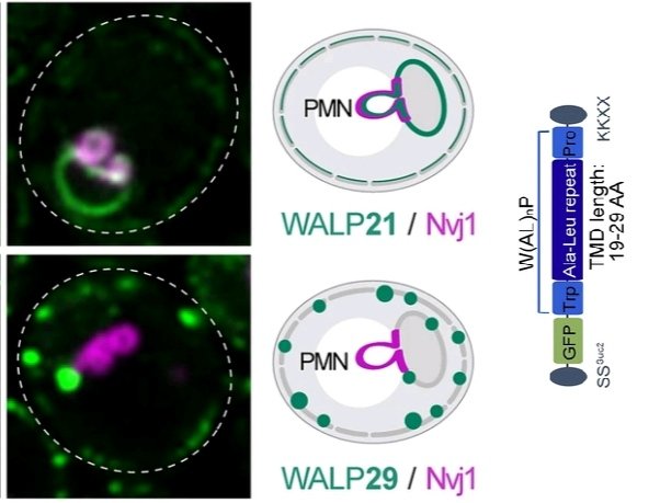 BüttnerLab tweet media
