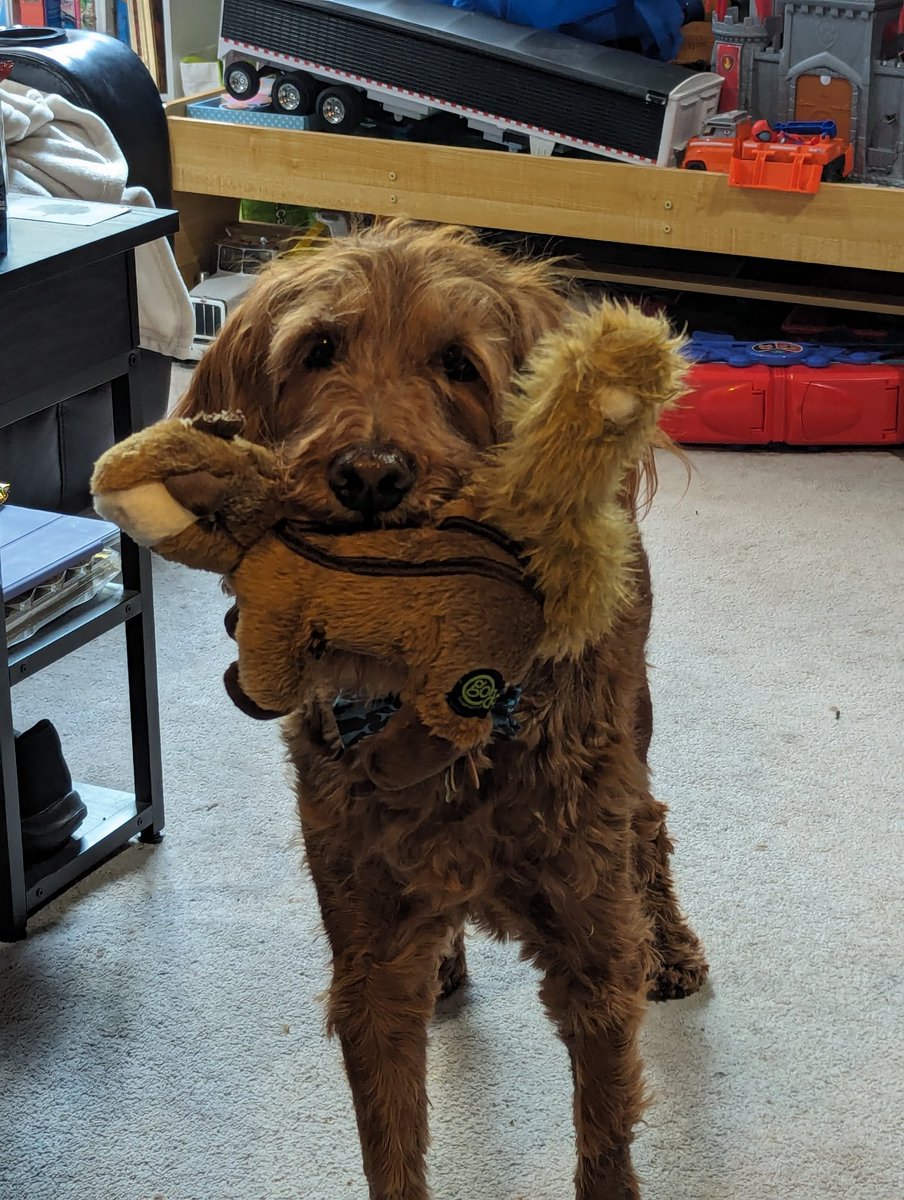 NRequis's tweet photo. @itzpuggy_ D'Artagnan my crazy Golden doodle. https://t.co/bBQxsCjxb4
