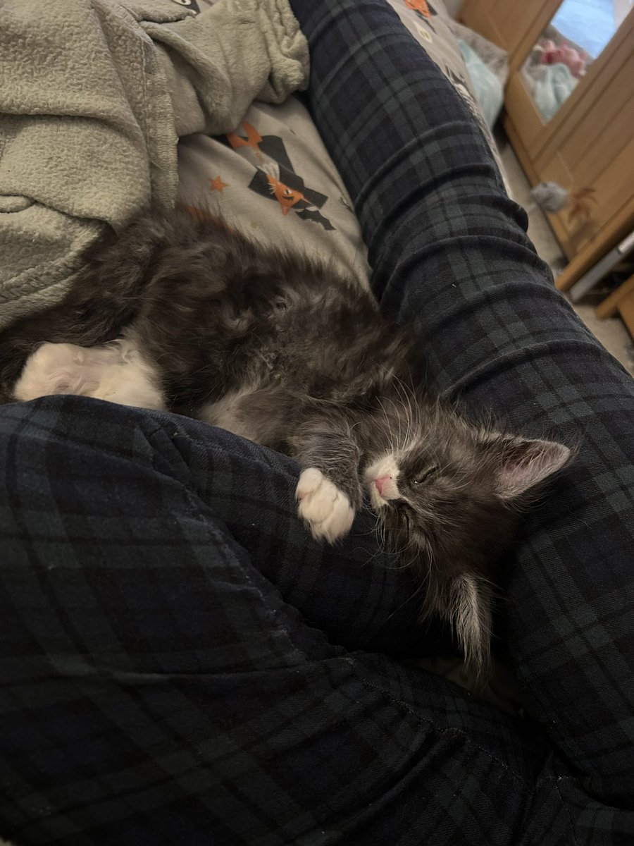 GirlInTheR2D2's tweet photo. Have a cat day 1 https://t.co/8YsMy87kUH