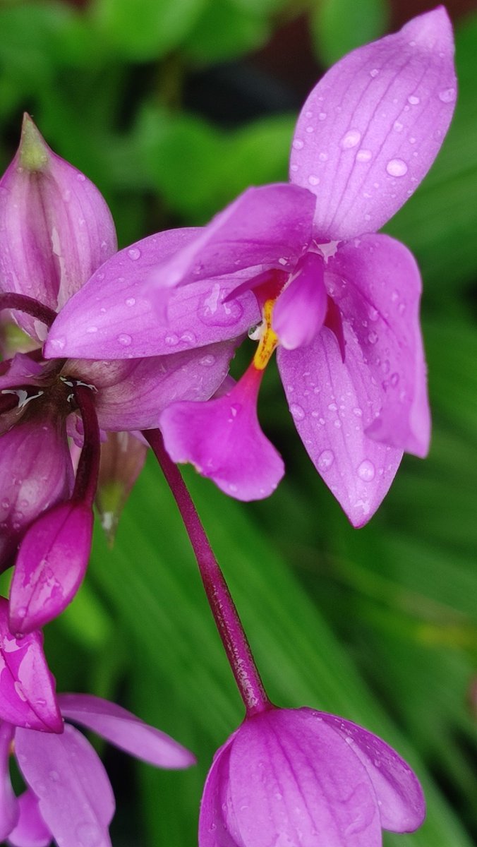 studioghiblikp's tweet photo. Philippine Ground Orchid. Grandpa's garden. Monsoon in Assam. https://t.co/QY50Dcb4dw