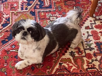 millypod1's tweet photo. BUSHY HOME SAFE. THANKS FOR RT's 😊🐕🐾

NEED TO LOCATE FINDERS: Found in Queens Park by 3 walkers 

🆘18 JUN 2024 #Lost BUSHY #ScanMe
Black &amp; White Shih Tzu Male 
Queen's Park West Drive #Bournemouth #Dorset #BH8 
https://t.co/9Dy3dvN9T1 https://t.co/JlshZ32krN