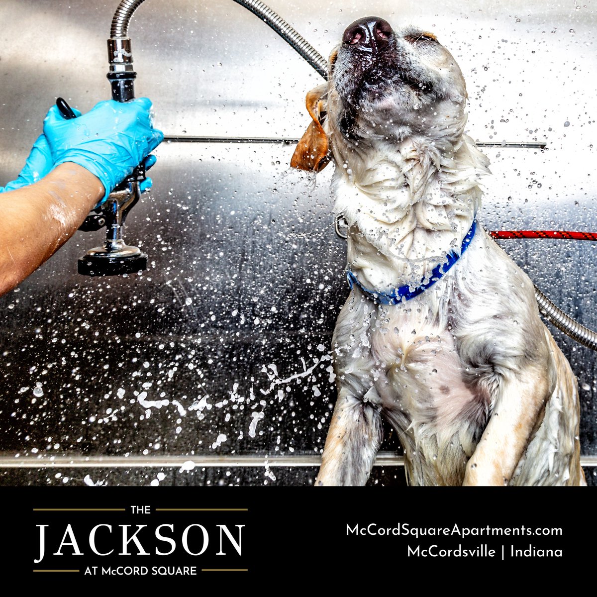 MccordSquareApt's tweet photo. Enjoy our pet-washing station at McCord Square. Because your pets deserve the best, too! 

#McCordSquare #PetFriendly #McCordsvilleIN https://t.co/KFyG6t3ptG