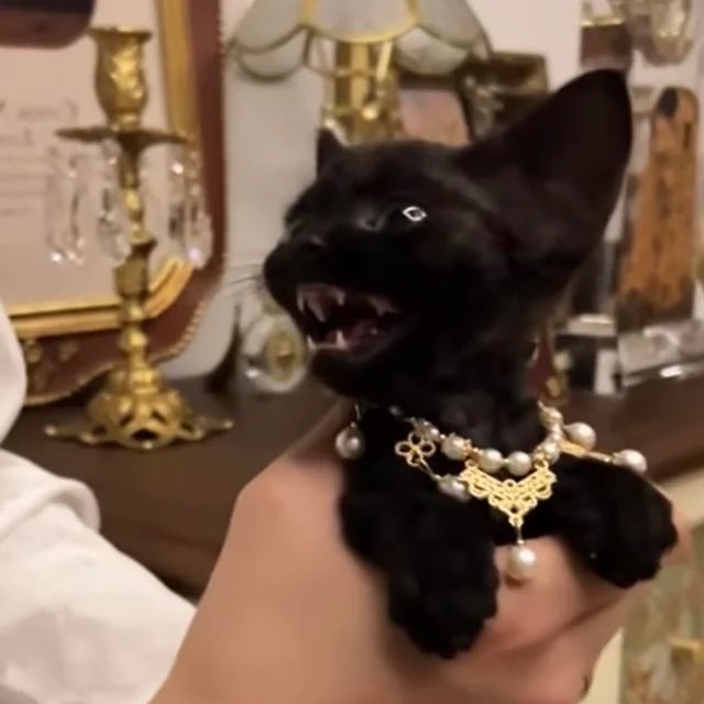 Lidesty's tweet photo. Cat looks like a AGC cover 😭 https://t.co/D062hXJvfh