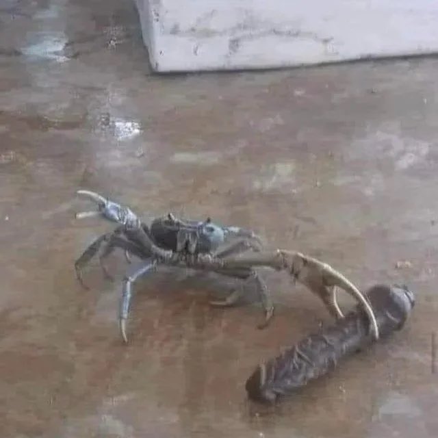 Sniping_Soup's tweet photo. cangrejo sosteniendo los cacahuetes jajajajaja 🤣🤣🤣 https://t.co/6X1y5XIvNL