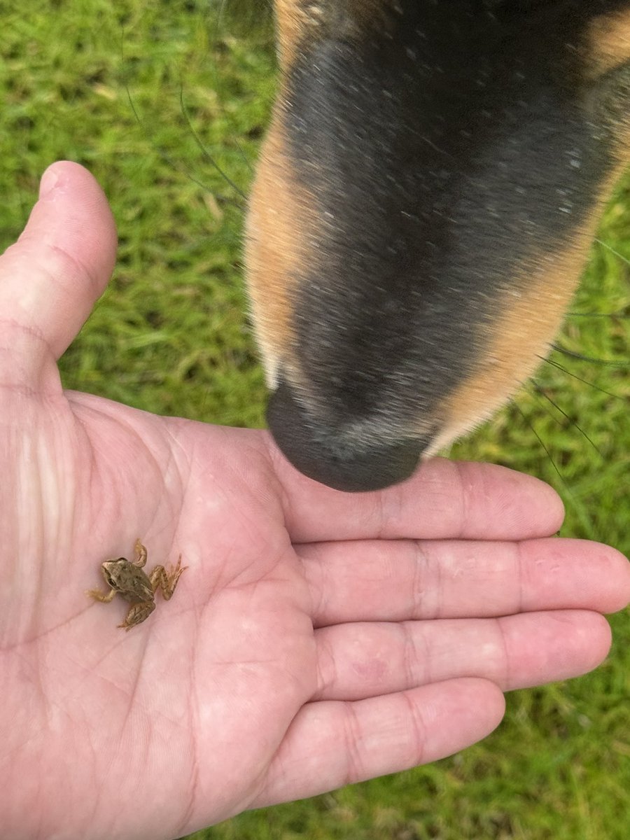 PJay1707's tweet photo. @gasbagheera I’d shit a brick! This is the worst I’ve found in my garden https://t.co/tMqcGXcEm6