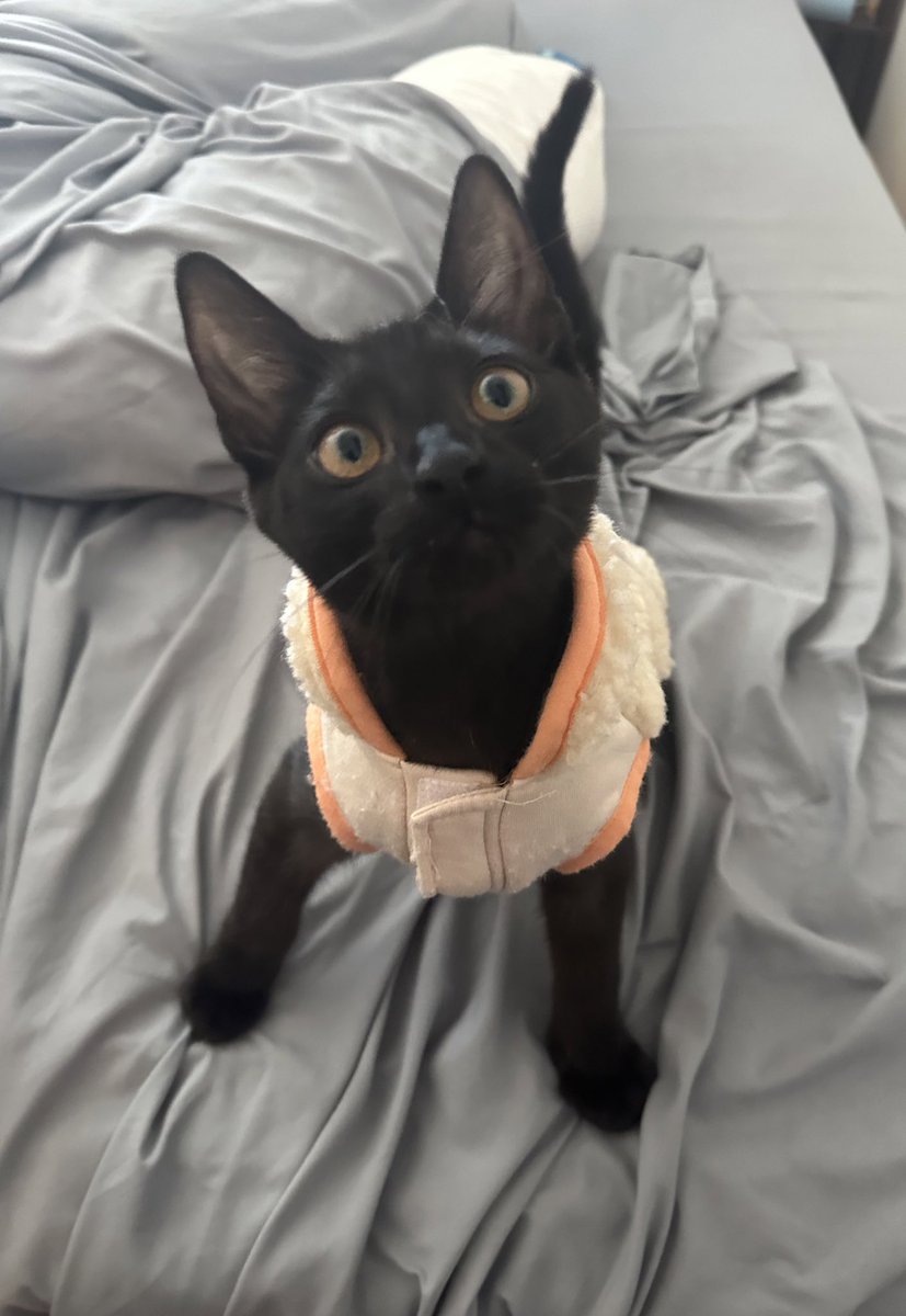 Juan Morales-Rocha tweet media