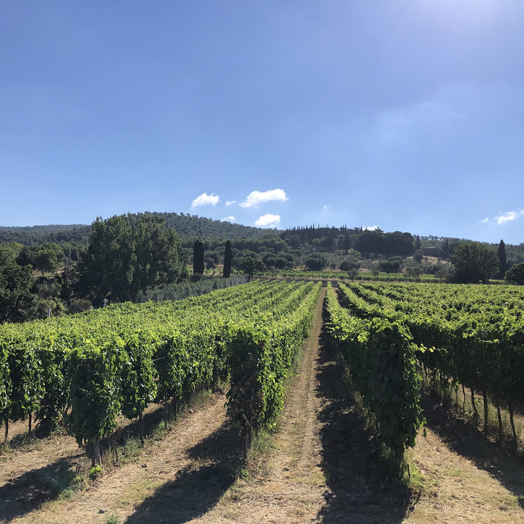 Vines are trained high off the ground to promote photosynthesis and canopy management in intensely watched throughout the growing season. An array of wide and narrowly rooted cover crops are used between the rows to promote microoxygenation and natural regeneration of the soils.