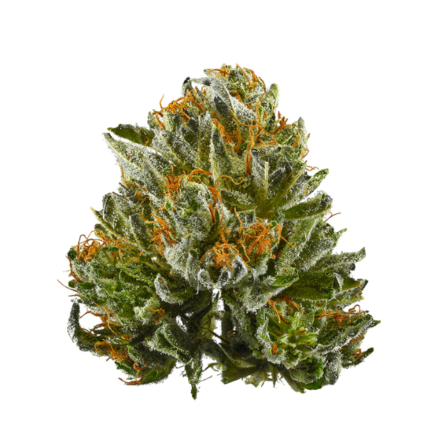 Leafly's tweet photo. Time to clear your schedule and relax with Bubba Kush. Can you handle the chill vibes? https://t.co/PAQ8ANKTYf

Tag your smoking buddy and get couch locked. 💚 https://t.co/EHO3uV1Vav