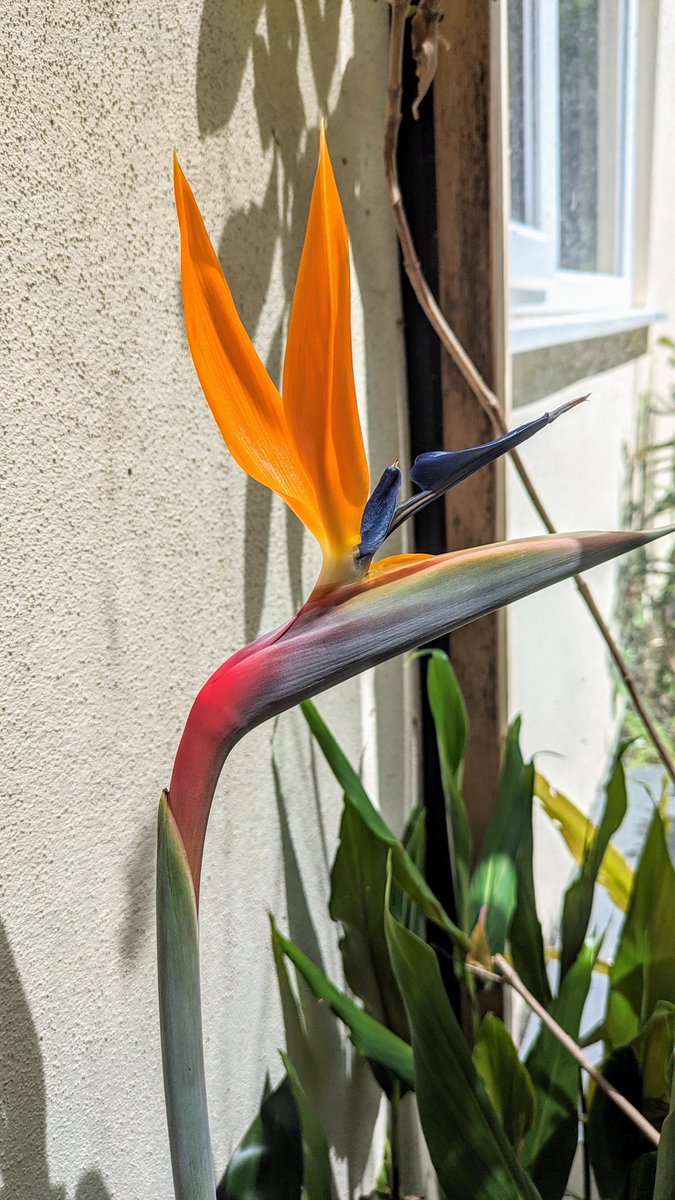 GardeningSaul's tweet photo. My day-job may be as a #Gardener but my real passion is being a #plantsman and especially propagating rare #plants - so imagine my squeeling delight that after 7 years since sowing it from seed that one of my #Stelizia has #flowered - fabulous! #BirdofParadise #Devon #exotics https://t.co/lxuQhjYcBm