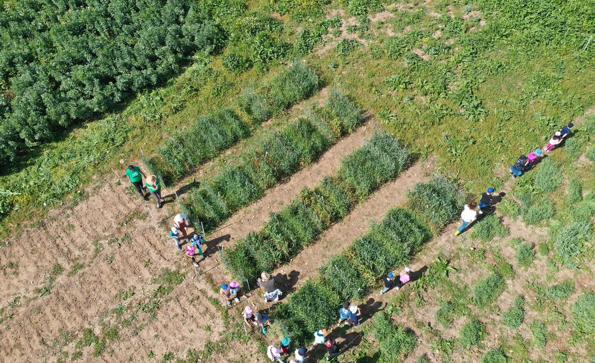rubenvicper's tweet photo. If you are a BSc student in Agronomy, Biol., Biochem. or similar, preferentially from Lisbon area, and want experience in plant field work and citizen science, apply to this 4-month summer fellowship in our group @NOVAunl @itqbnova @greenit_bio4sus: https://t.co/0GMPDR9Wd0 https://t.co/7iUWck99v1