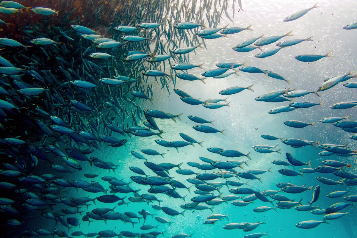 💰🐠 #FisheriesSubsidies often support overfishing by artificially reducing costs and enabling fishing when it should not be profitable. 

<a href="/wto/">WTO</a> is currently negotiating new rules to curb such harmful subsidies. 

<a href="/TristanIrschli/">Tristan Irschlinger</a> examines the state of play: iisd.org/publications/r…