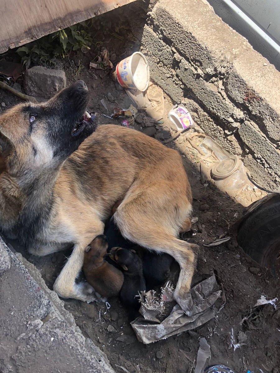 FundacionToby's tweet photo. Amigos, esta perrita huesuda fue mamá, está refugiada en un hoyo y si llueve se va a inundar 😣😣😣😣
Corren mucho peligro!!

Esto es en los reyes La Paz, por favor amigos alguien que pueda tomar el caso?

Es imposible para nosotros en este momento rescatar 💔 https://t.co/lTquYgxwwW