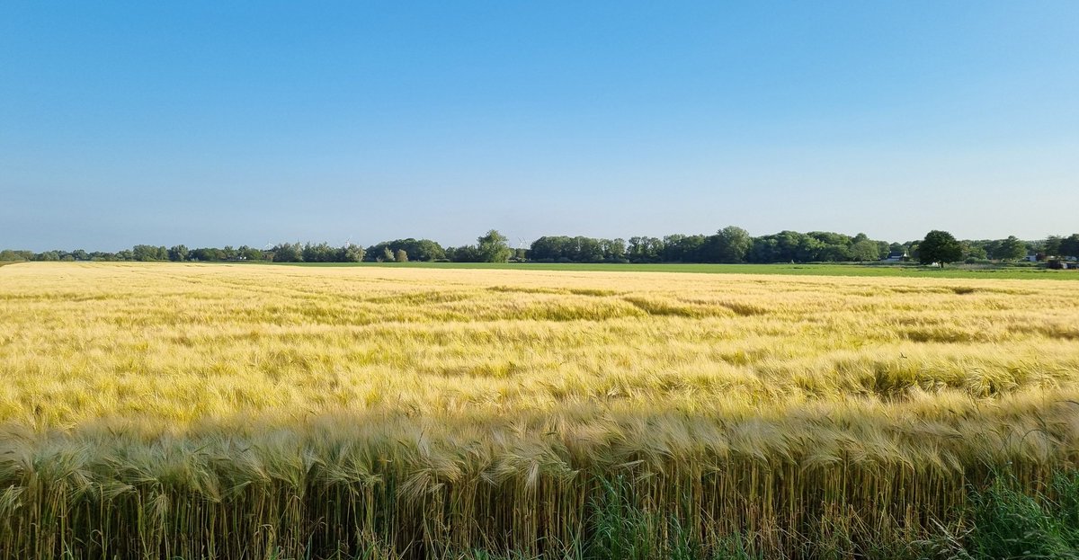 PeterMeranti's tweet image. Othene