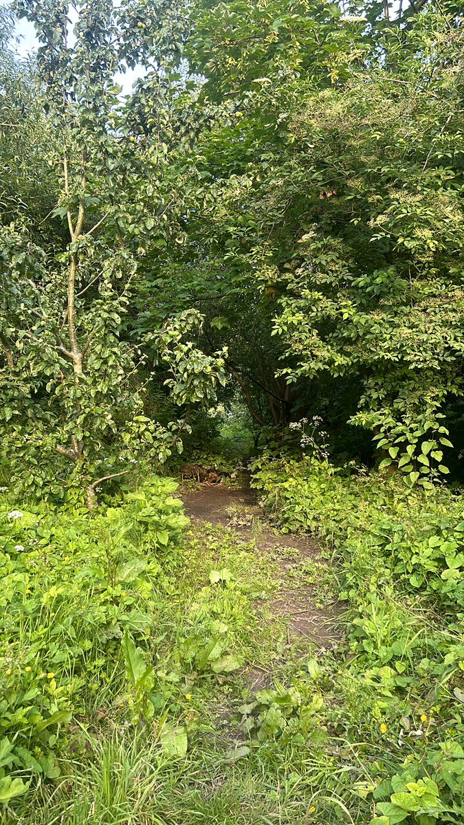 وسط طبيعة أشجار الحوية 💚