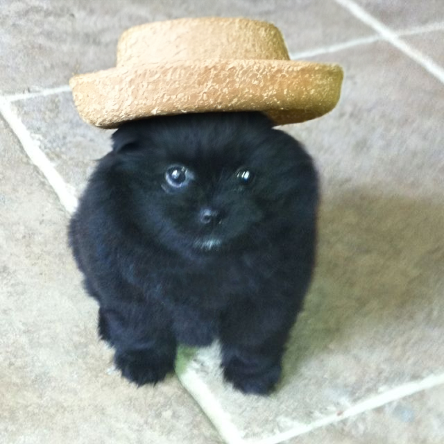 $grr (cto) tweet media