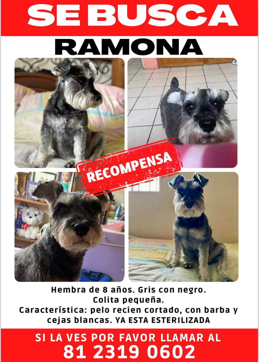 Se busca a Ramona !!!!!
Por favor en caso de verla llamar al 
81 2319 0602
Se perdió en Camino Real Guadalupe 

YA ESTÁ ESTERILIZADA 

¿Me ayudan a compartir?☹️
<a href="/AVISOSMTY/">AVISOSMTY</a> <a href="/aztecacomunidad/">#ComunidadAzteca</a> <a href="/buscandoajunior/">Buscando a Junior</a> <a href="/Cicmty/">CIC</a>