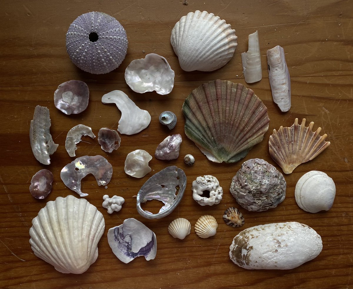mermaid haul