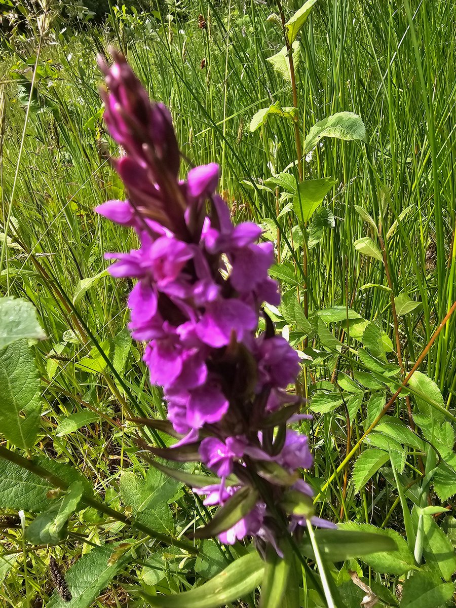 johnvlloyd2000's tweet photo. Above the Usk Resr this afternoon turned from a bird trip (though Willow Tit, Common Sandpiper Sand Martin were all there) into a botany walk. Southern Marsh Orchid, Ragged Robin and Bitter Vetch amongst alot else. Conifer forests often have  lopsided biodiversity but not here https://t.co/CfycaQRwGP