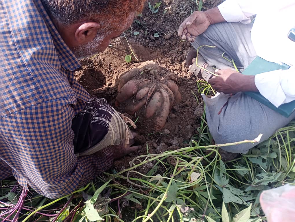 Photos of #Yemen #sweetpotato from Agriculture Research and Extension Authority. Results from trials of <a href="/Cipotato/">International Potato Center</a> varieties are doing better than imaginable.