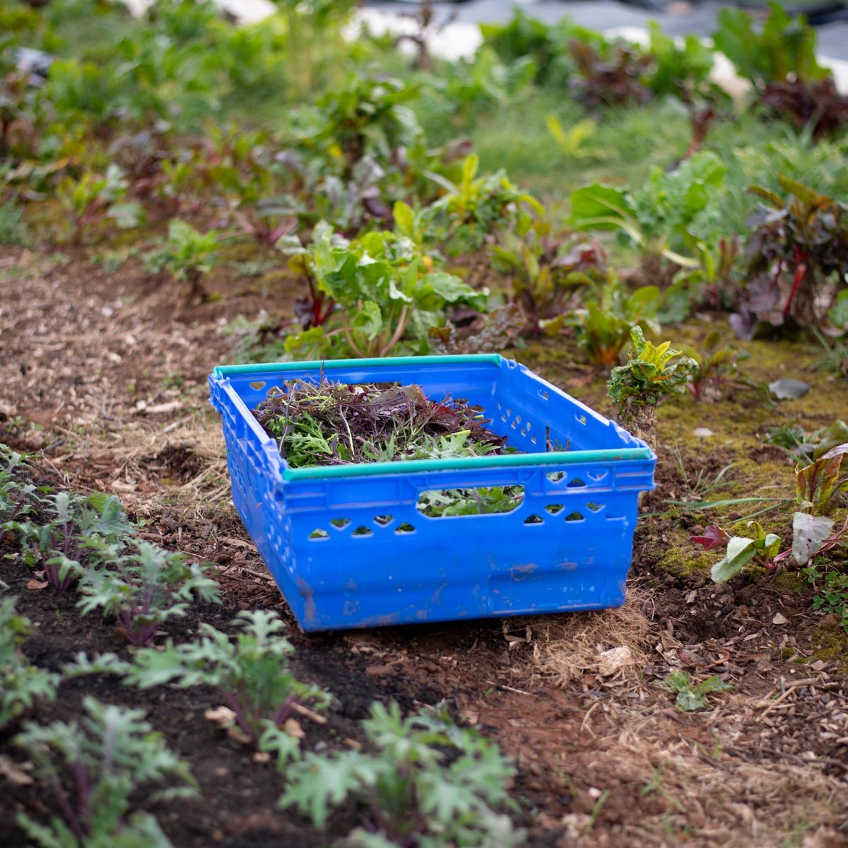 Crunchy, fresh mix salad leafs lovingly grown at Five Acre Farm and delivered to @grainbarge @marks_bread and @tobacco_factory kitchens.