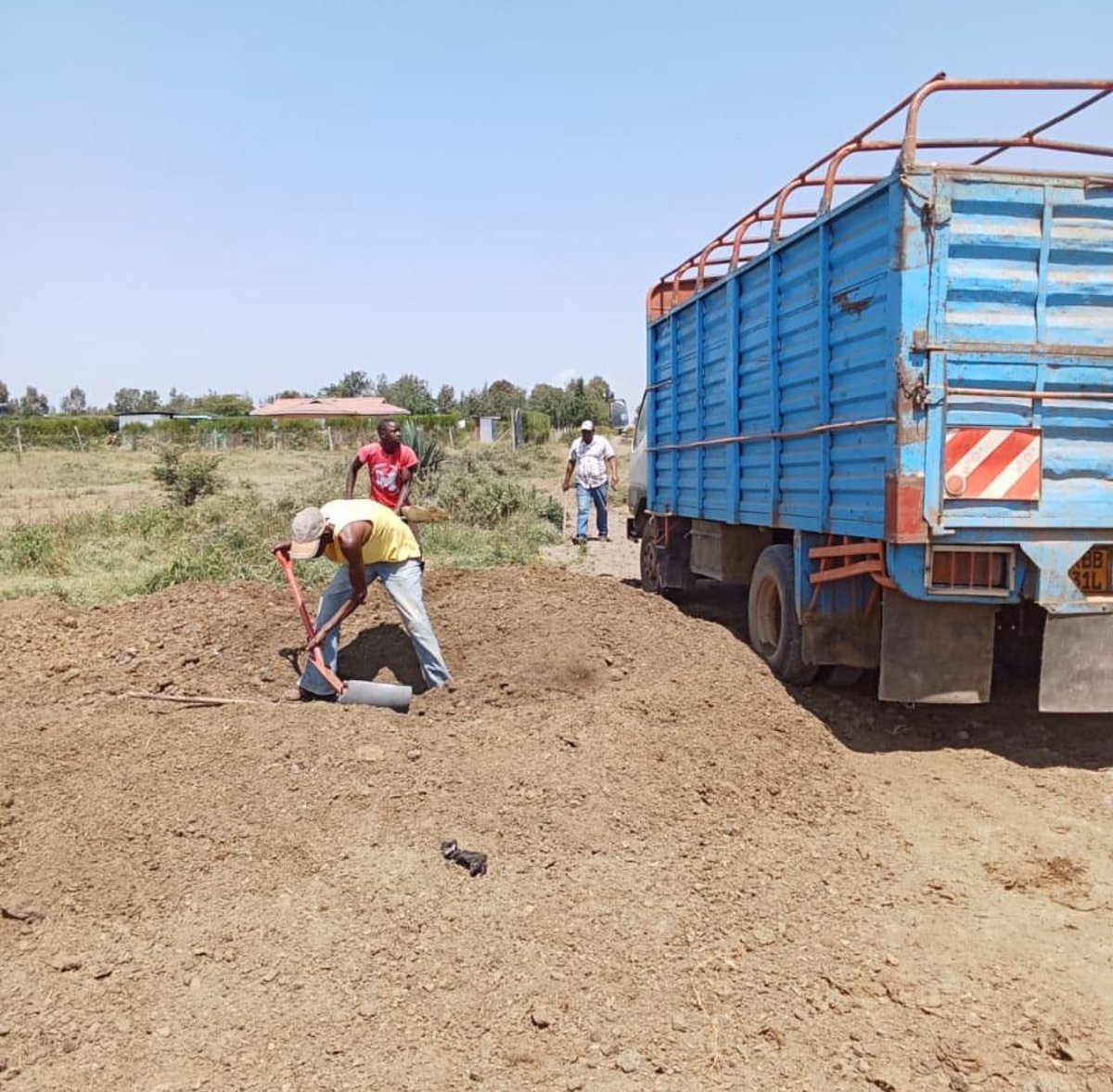 Exciting news from our Naromoru farm! We’ve partnered with a neighbor who rears goats and has plenty of manure. We’re leveraging this rich, organic manure in our tomato and cabbage planting #OrganicFarming #GoatManure #SustainableAgriculture #SoilHealth #TomatoPlanting #Cabbage
