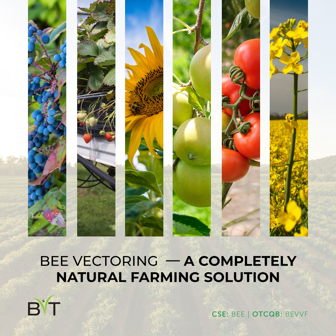 BeeVTech's tweet photo. BVT helps growers improve quality and yield for a variety of crops. As many crops share similar diseases and pests, we are always looking to expand our scope and add more to that list!

Learn more about the crops we help, some of which are undergoing partner trials.