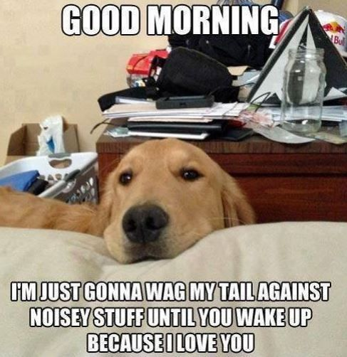 bobawuf's tweet photo. gm to puppies around the globe

the kibble is hitting different this morning

$WUF 🫡 https://t.co/Qq9wip5YWv