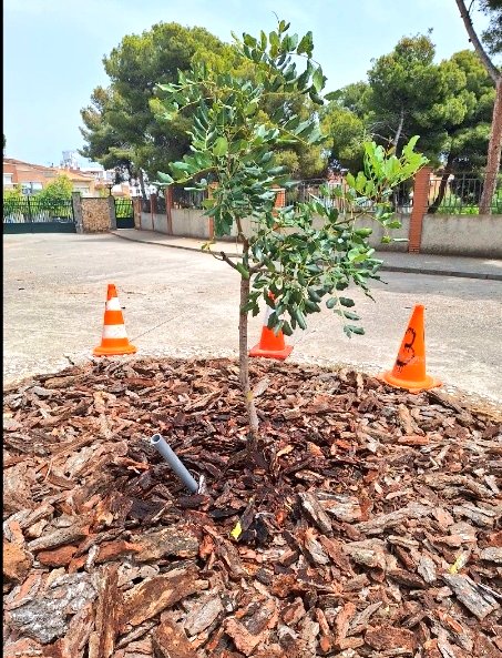 Ja tenim aquí el nou garrofer. L'alumnat de l'escola ha ajudat en les tasques de substitució i, un cop plantat, ha recobert el terra amb escorça per fer un bon encoixinat que ajudi a evitar l'evaporació de l'aigua, l'erosió o la compactació del terreny.