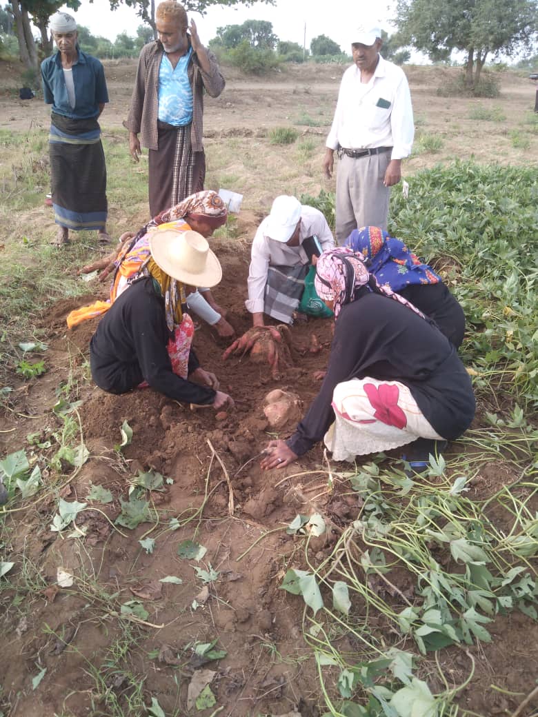 AREA and Thamar University  are doing so much on such limited resources which  deserves much recognition - the Yemen team is dedicated, only needs  resources to realise the potential that exists to bust hunger with  sweetpotato and potato.