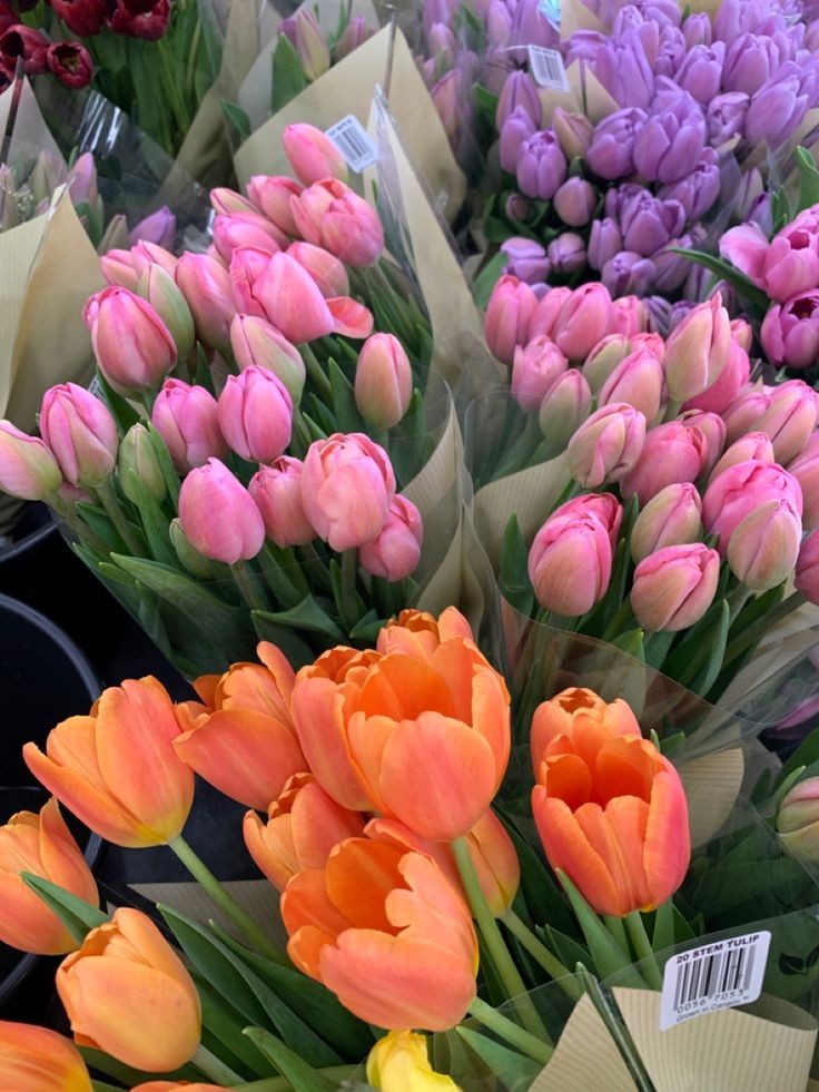 tulips