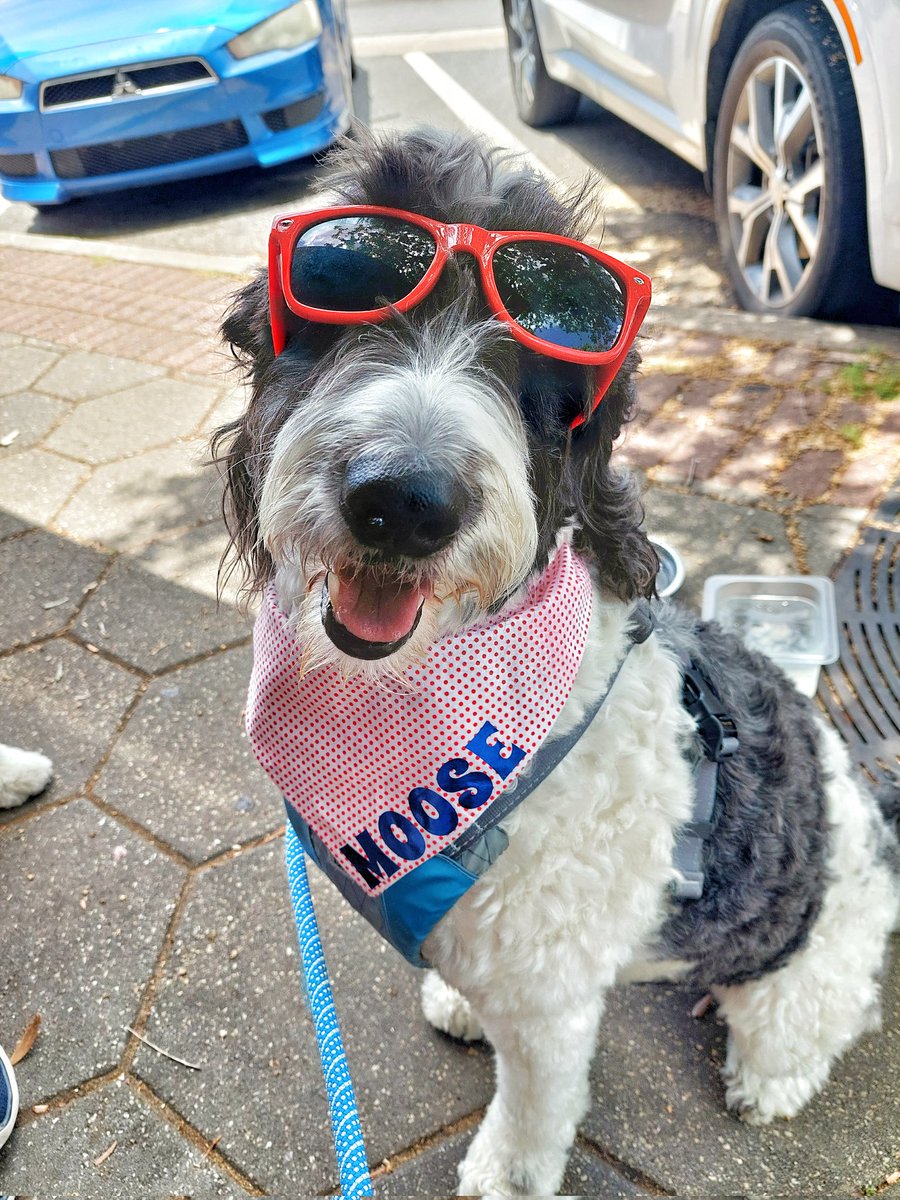 MooseTheCreekDog tweet media
