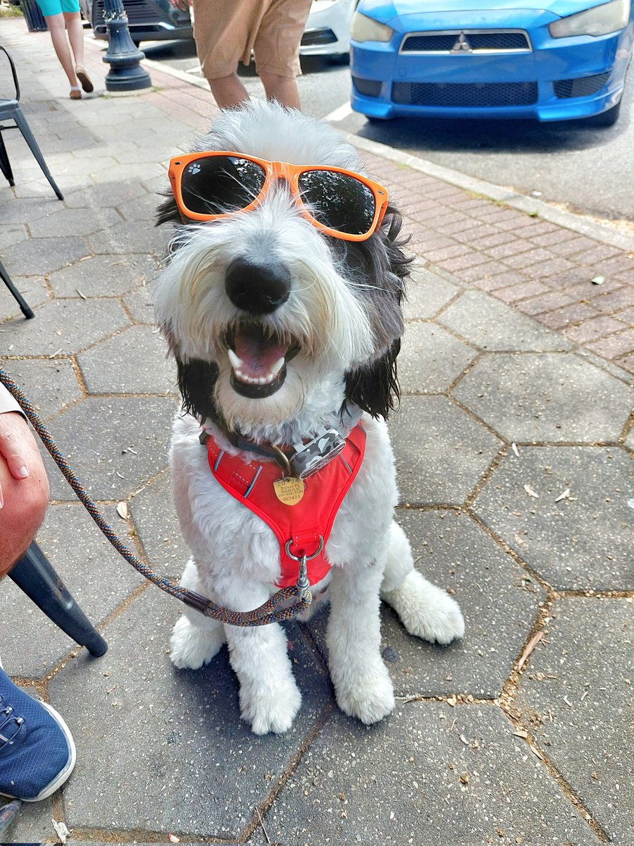 MooseTheCreekDog tweet media