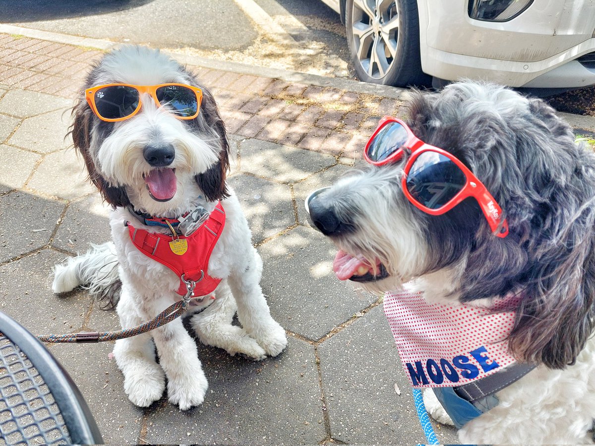 MooseTheCreekDog tweet media