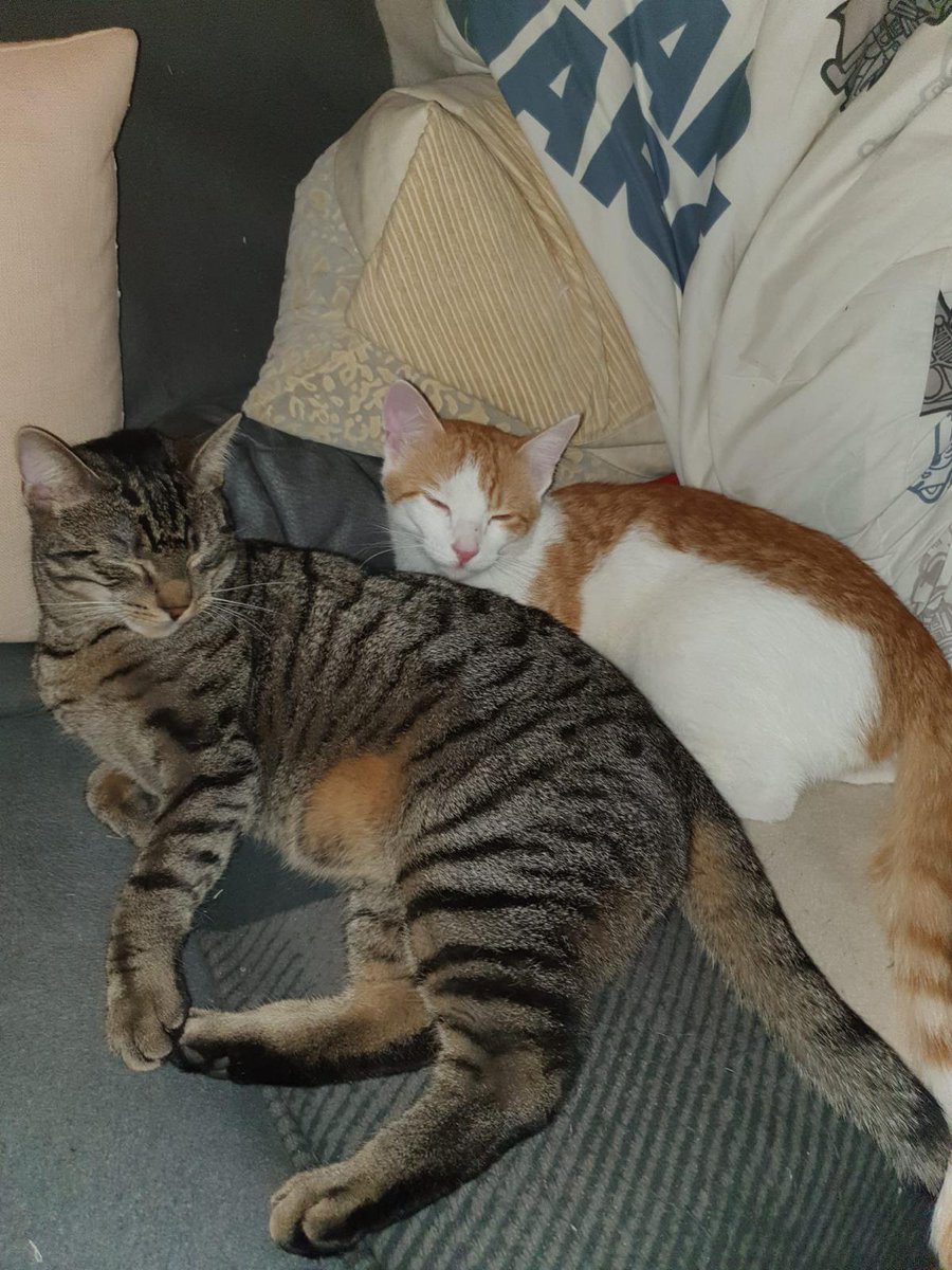 tobi_und_frauli's tweet image. Bitte RT!
2 Kater vermisst! Sind der Urlaubsvertretung in 56291 RLP entlaufen. Einer der beiden ist Epileptiker und braucht dringend Medikamente. Wer da wohnt: bitte Keller usw checken. Bei Sichtung NICHT EINFANGEN, wenn im Keller, Tür zu und Info an mich. Drückt bitte Daumen 🥺