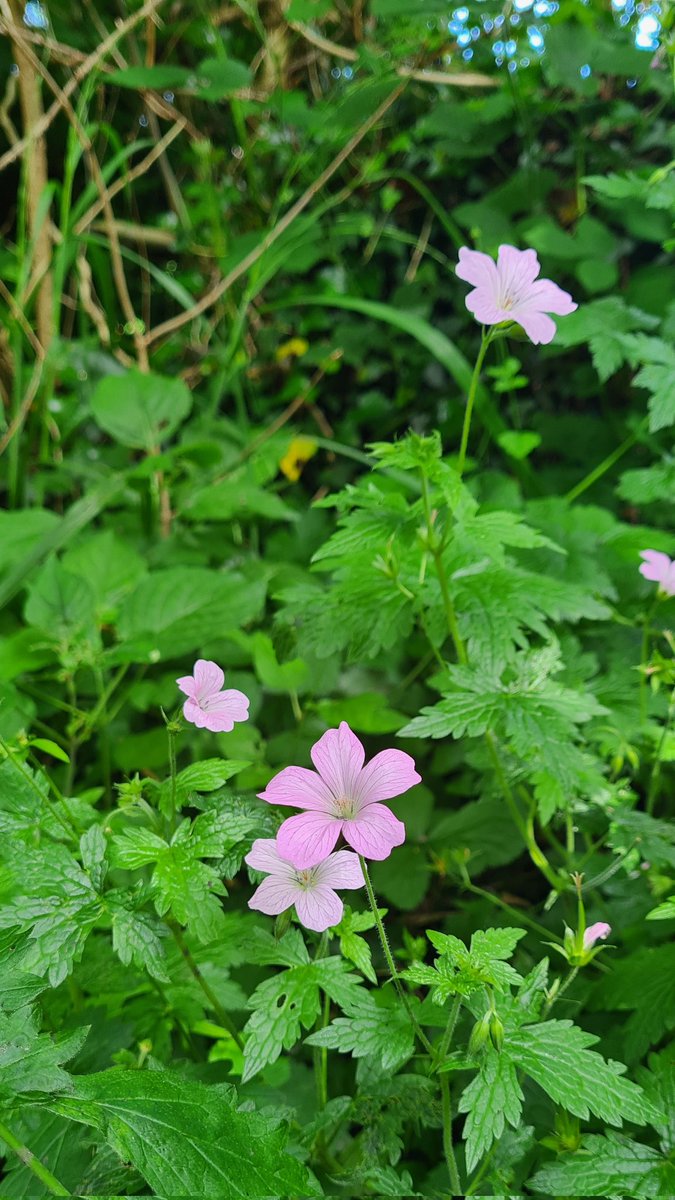CastellUK's tweet photo. Four from @forestfarmuk this afternoon 😀☀️🌸🌹
#wildroses #ramblingrose #rosewednesday #Cardiff #geranium #brambleflowers #rosegarden #soycandle https://t.co/TpX3jhPkEz