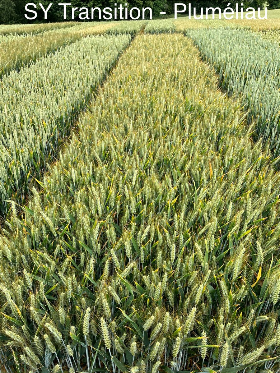 Dormion Quentin 🌱 🌽 tweet media