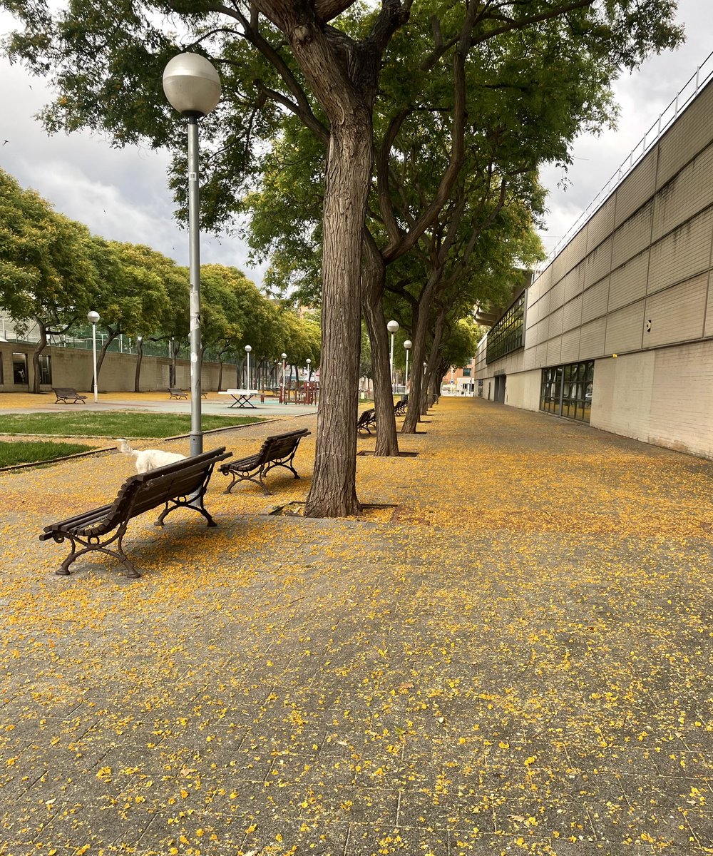 merykramer's tweet photo. No será Olleros y Libertador pero en mi nuevo barrio también hay hanami de tipas con florcitas amarillas 🥰 https://t.co/GA06OnO0qx