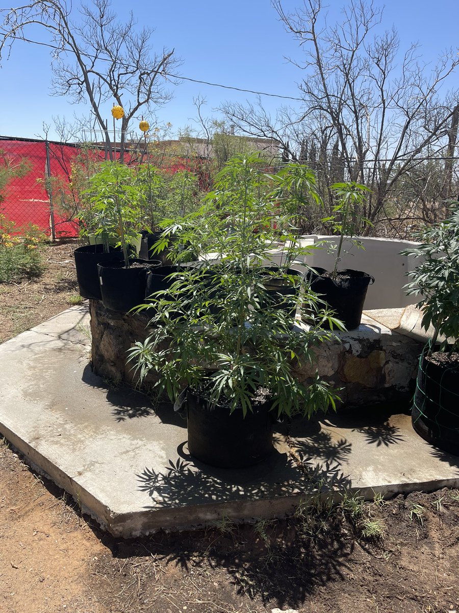 Evo dream  fem

Seed won on X from a contest with <a href="/Elite_Genetics/">Elite Genetics</a> 
She is a big girl in a 10 gal pot.
Had I known she would have went in a 30 gal pot.